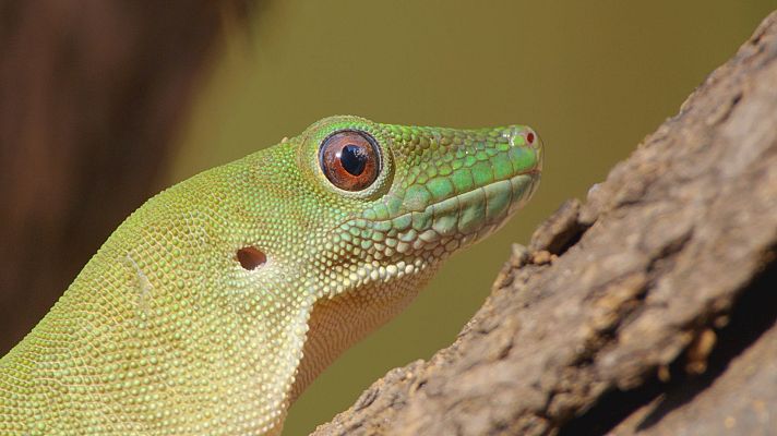 Maravillas salvajes de Madagascar - Episodio 2: Bosques asombrosos
