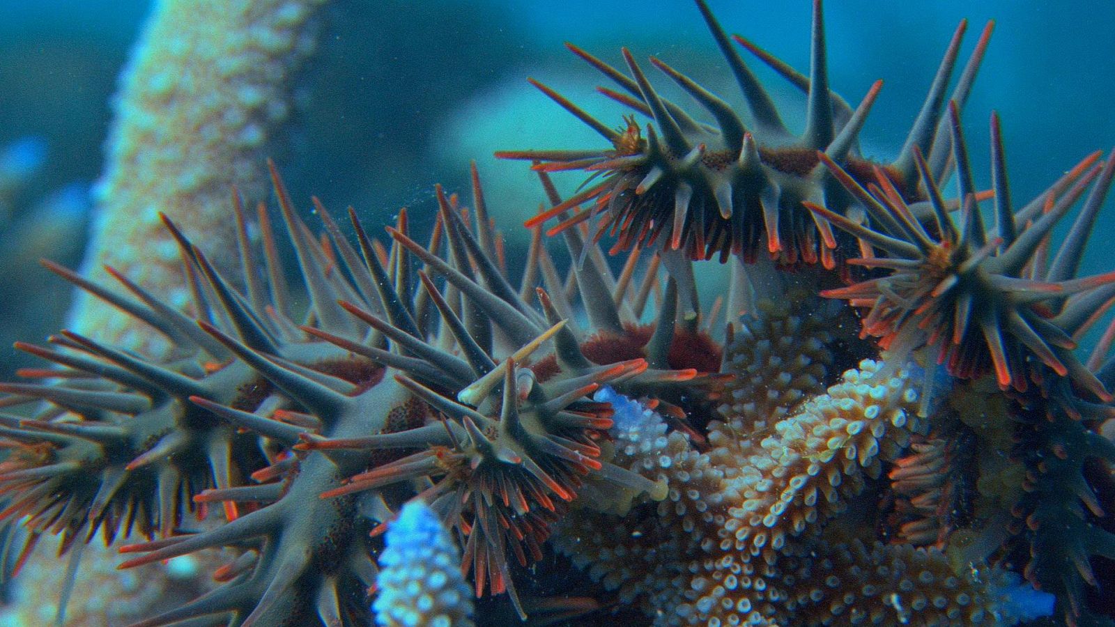 El Paciífico más salvaje - Arrecifes de barrera - ver ahora