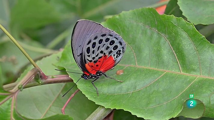 La aventura del Saber - Noticiero Científico y Cultural Iberoamericano