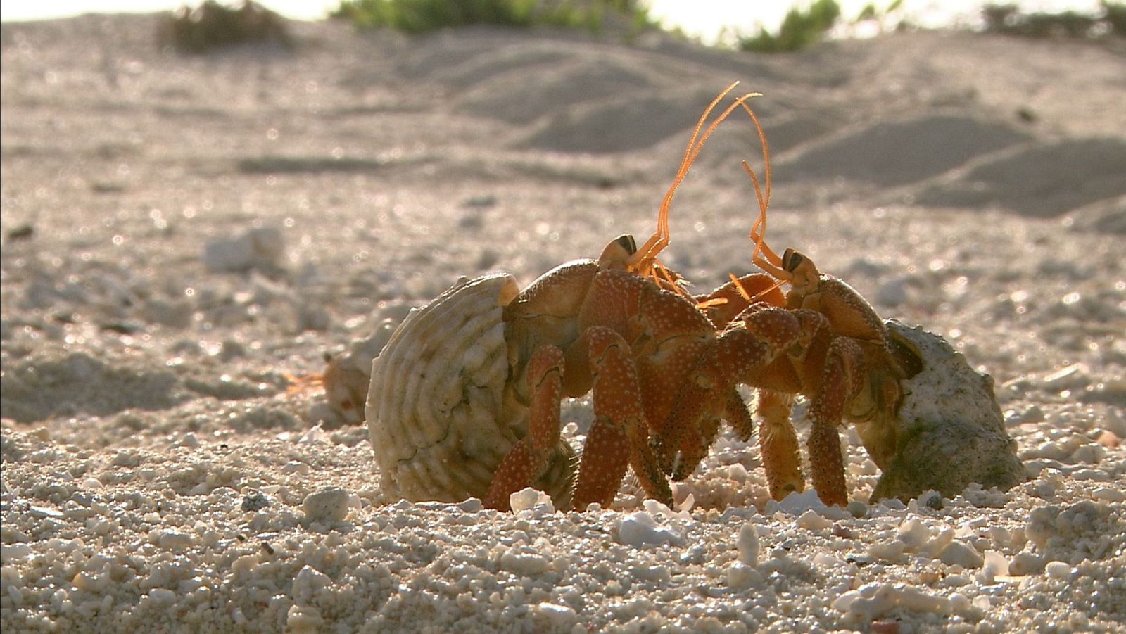 El Pacífico más salvaje - Episodio 2: Islas - ver ahora