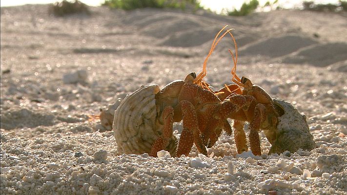 El Pacífico más salvaje - Islas