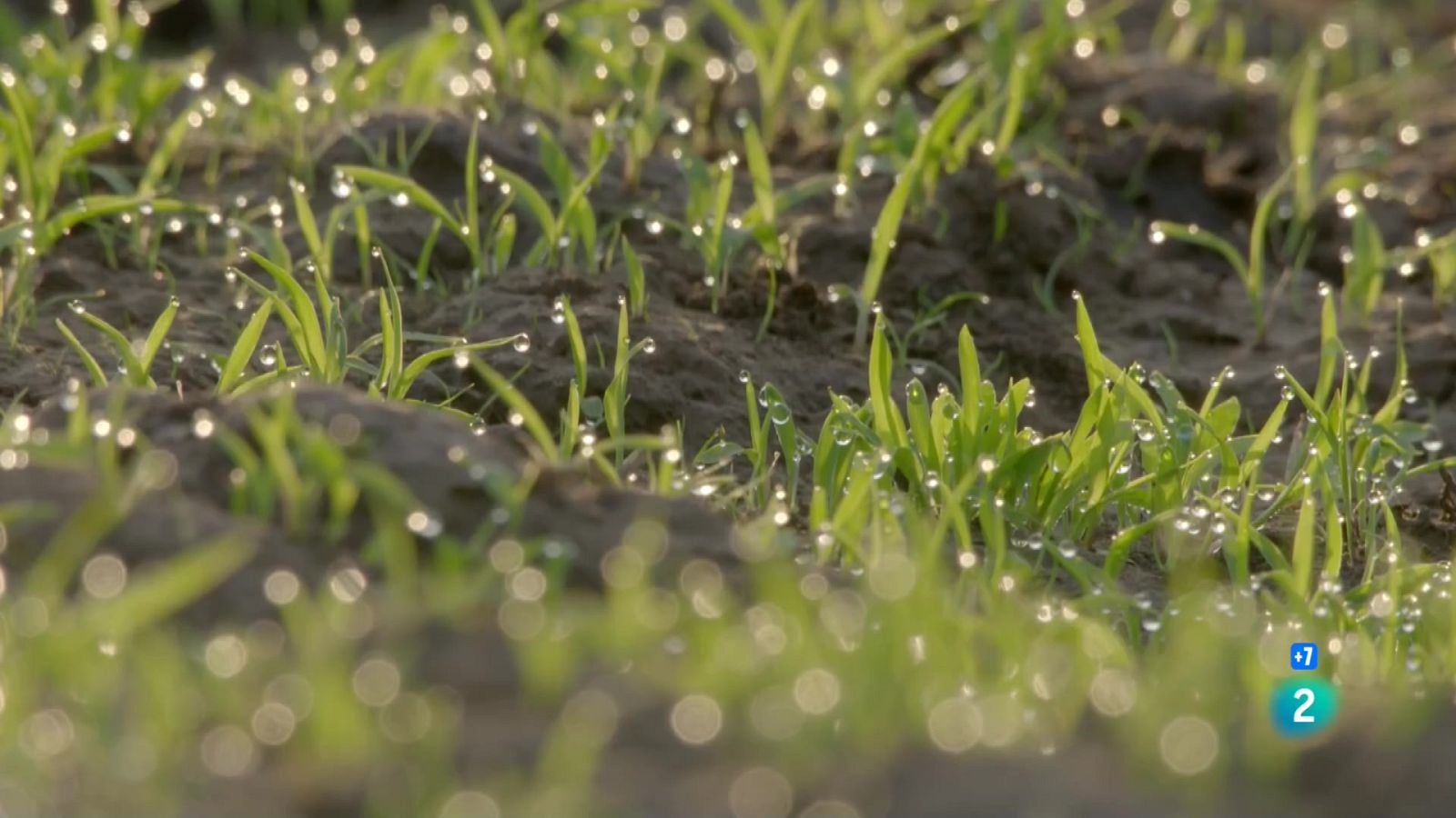 La gran sequera: L'arribada de les pluges - Veure ara
