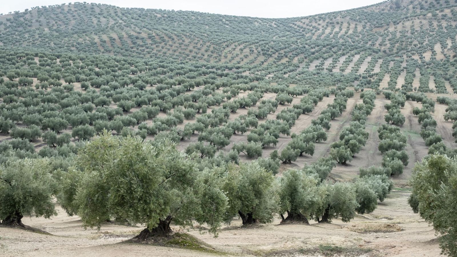 Los agricultores se quejan de la competencia desleal Los agricultores se quejan de la competencia desleal