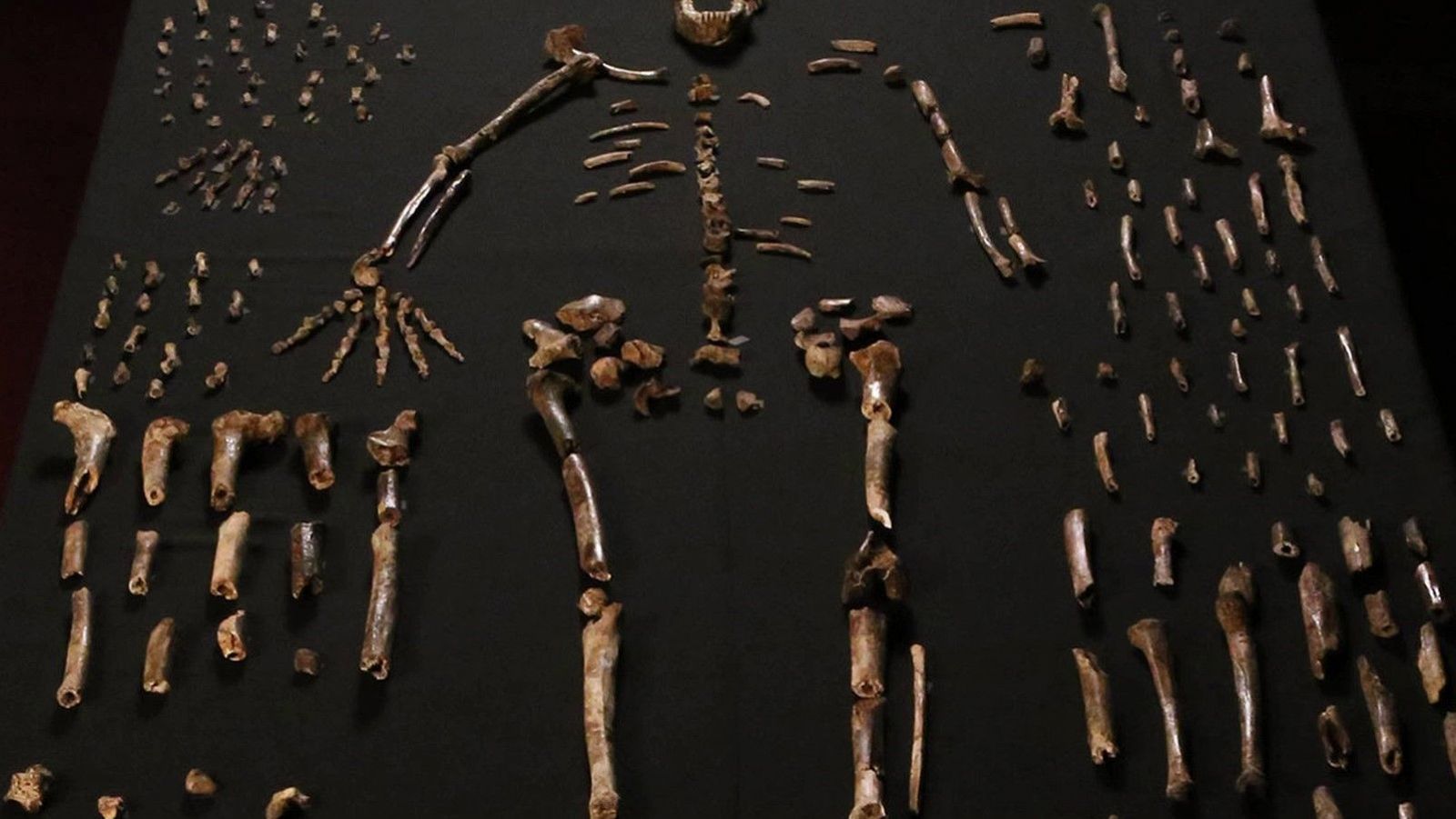 El Homo naledi y sus misteriosas costumbres - Arqueomanía