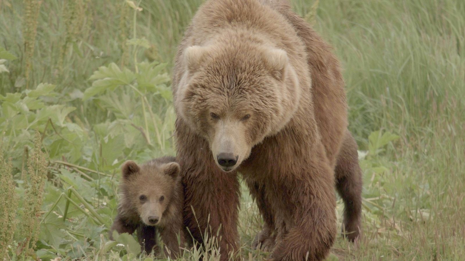 Somos documentales - Los osos gigantes de Alaska