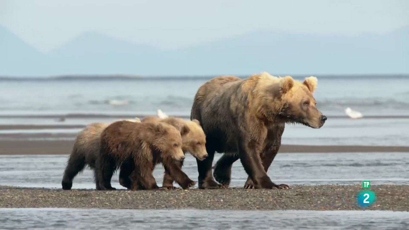 Grans Documentals - Els ossos gegants d'Alaska - Veure ara