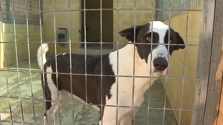 Repor - Animales con derechos