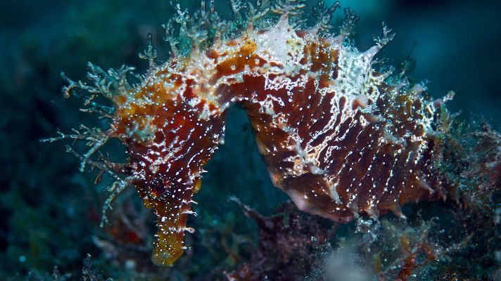 La tarde en 24h - En peligro los animales migratorios del mundo: "Los más afectados son los peces de agua dulce y marinos"