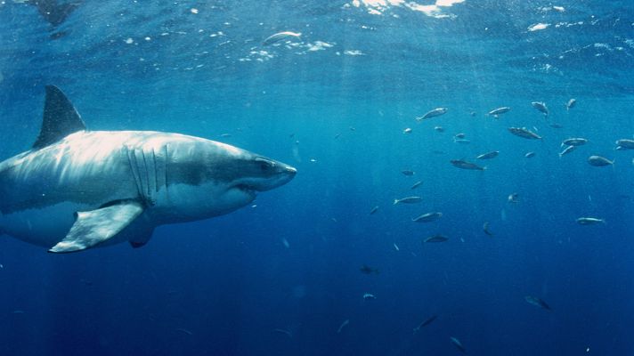 Telediario 2 - El 44% de las especies migratorias están perdiendo parte de su población, según apunta la ONU