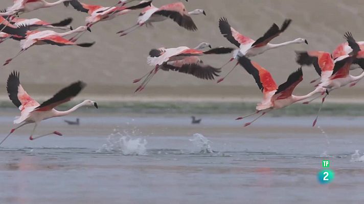 La aventura del Saber - Noticiero Científico y Cultural Iberoamericano