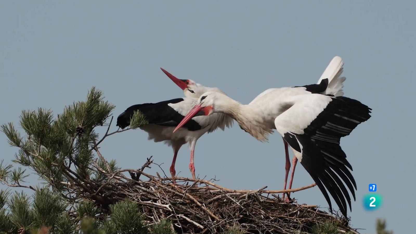 Grans Documentals - Llaços de Família: Enamorats - Veure ara