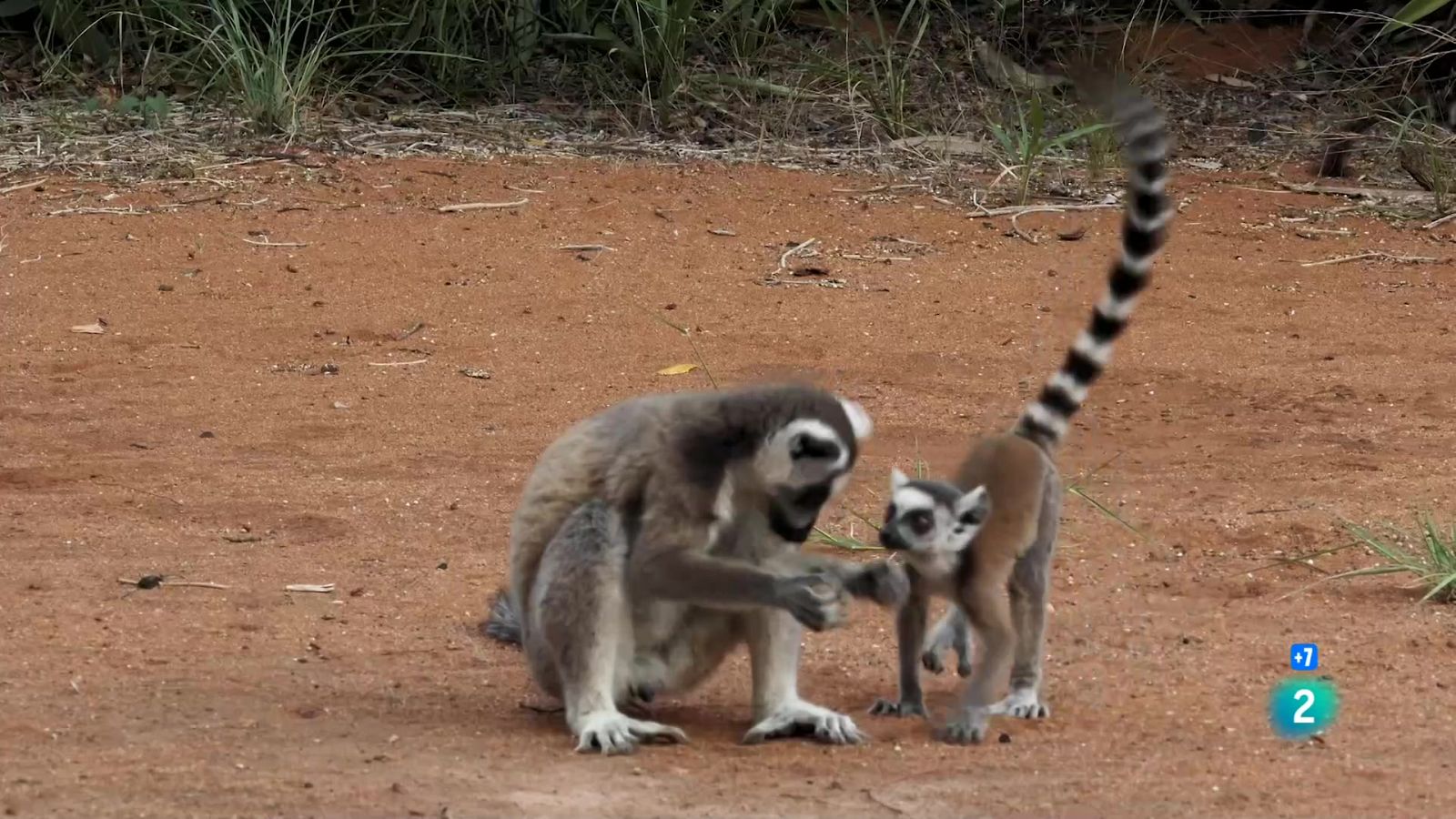 Grans Documentals - Llaços de Família: Pares - Veure ara