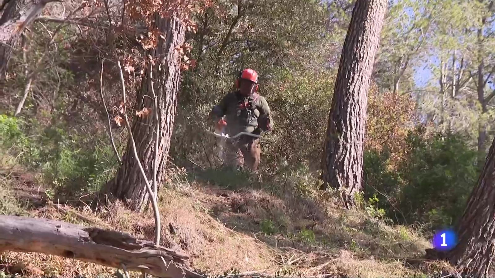 Grans boscos moren per la sequera: els arbres es talen per prevenir incendis