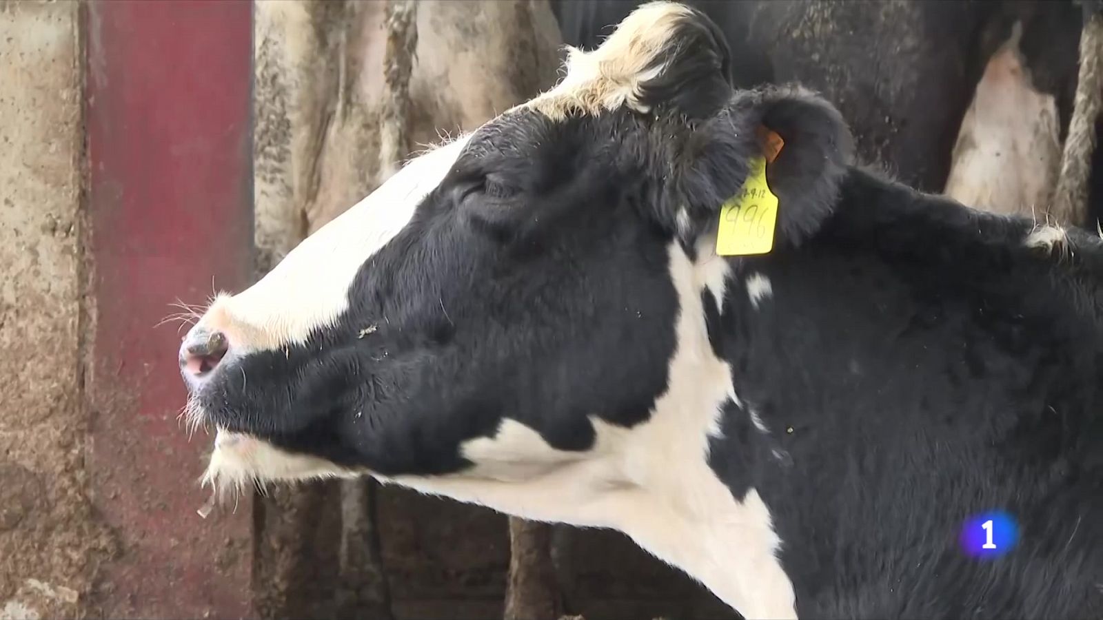 Clean Farm: primera plataforma per monitoritzar l'estat dels animals - L'Informatiu | Ver