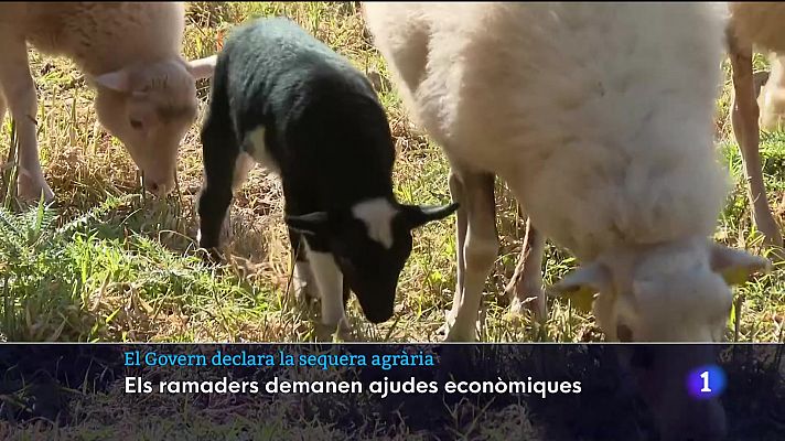 Govern declara la sequera agrària