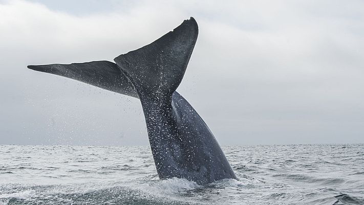 La corriente de Humboldt - Episodio 1 - El origen