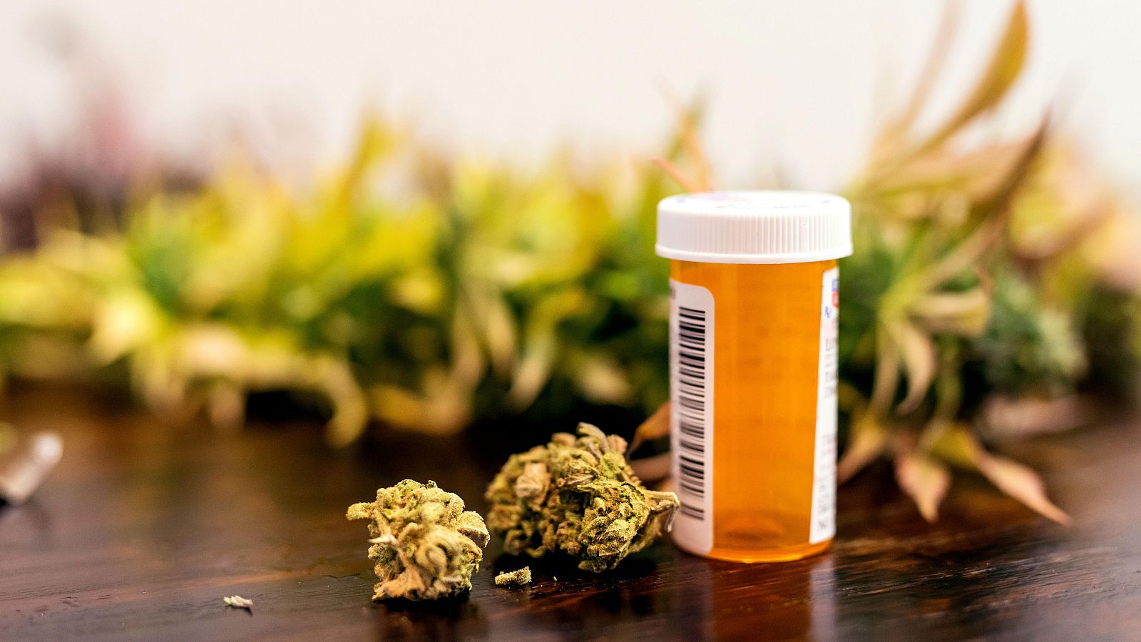 La regulación del cannabis medicinal cada vez más cerca en España