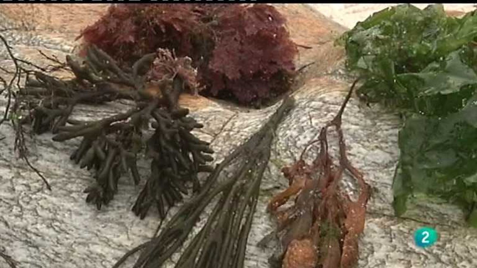 España en comunidad - Algas (Galicia) - ver ahora