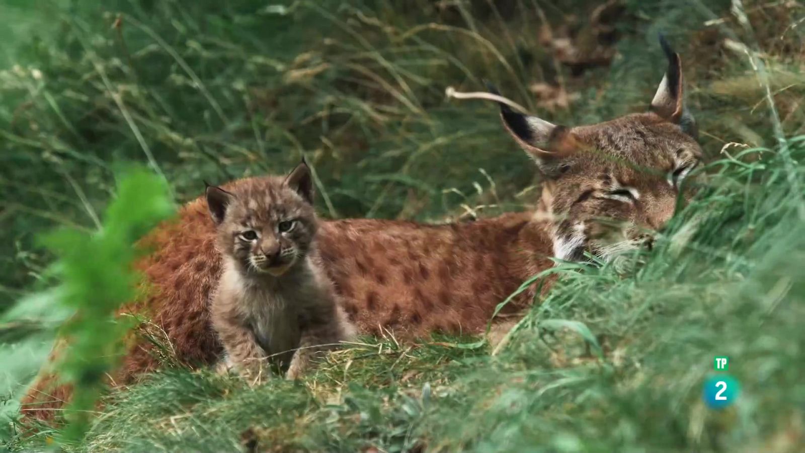 Grans Documentals - Llaços de Família: Cadells - Veure ara