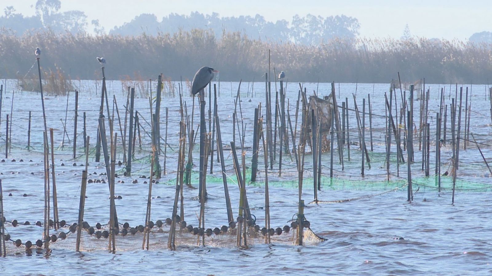 Los humedales: aliados en la lucha contra el cambio climático