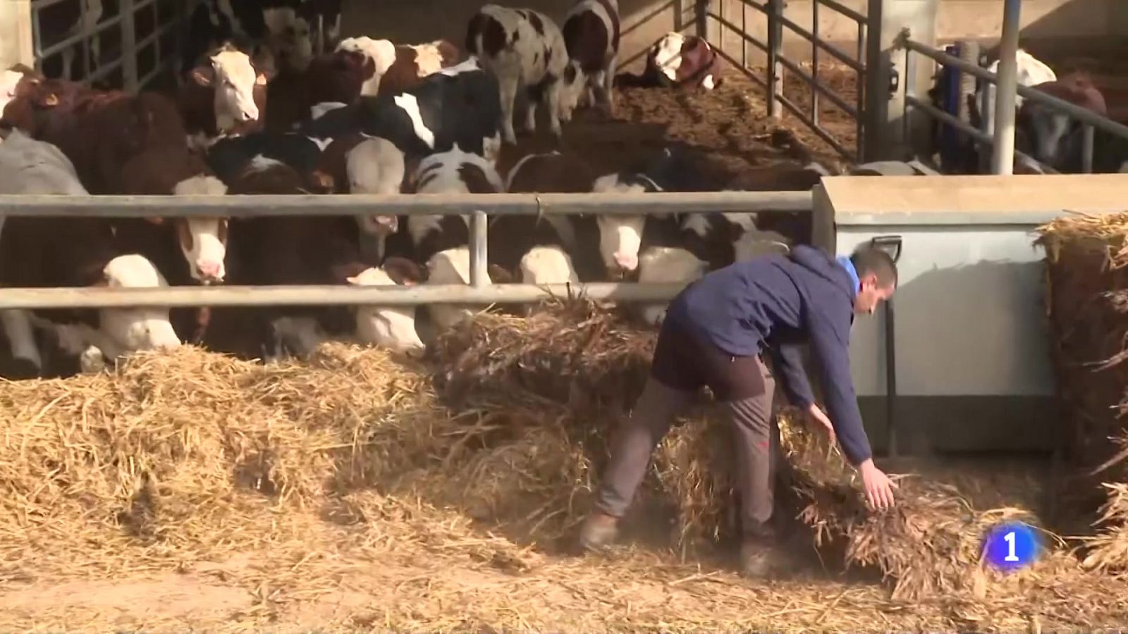 Els agricultors i ramaders pateixen per les restriccions d'aigua