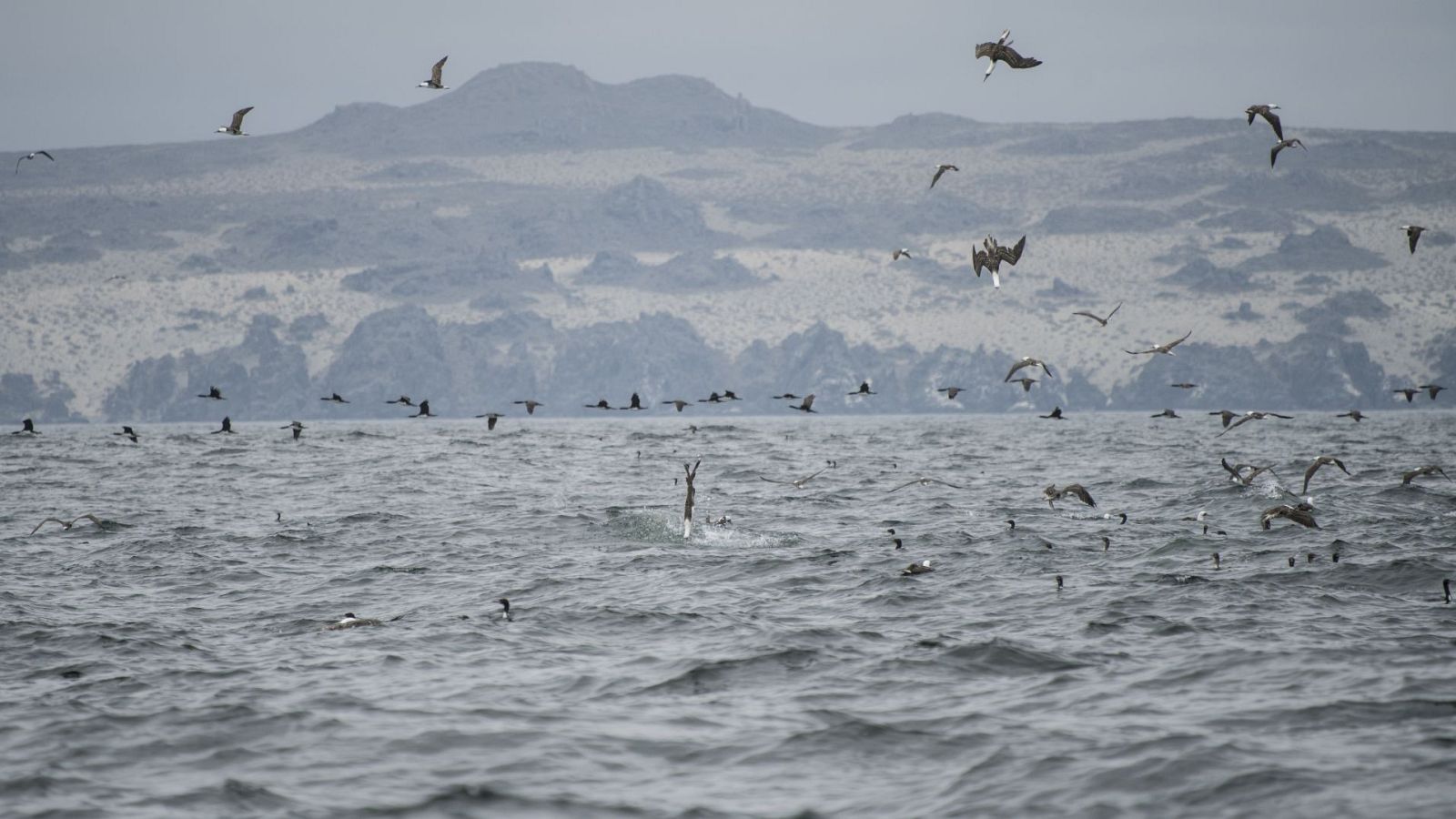 La corriente de Humboldt - Episodio 2 - Renovación - ver ahora