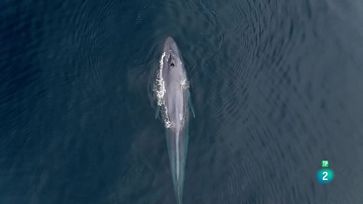 Som Documentals - El corrent de Humboldt: La renovació