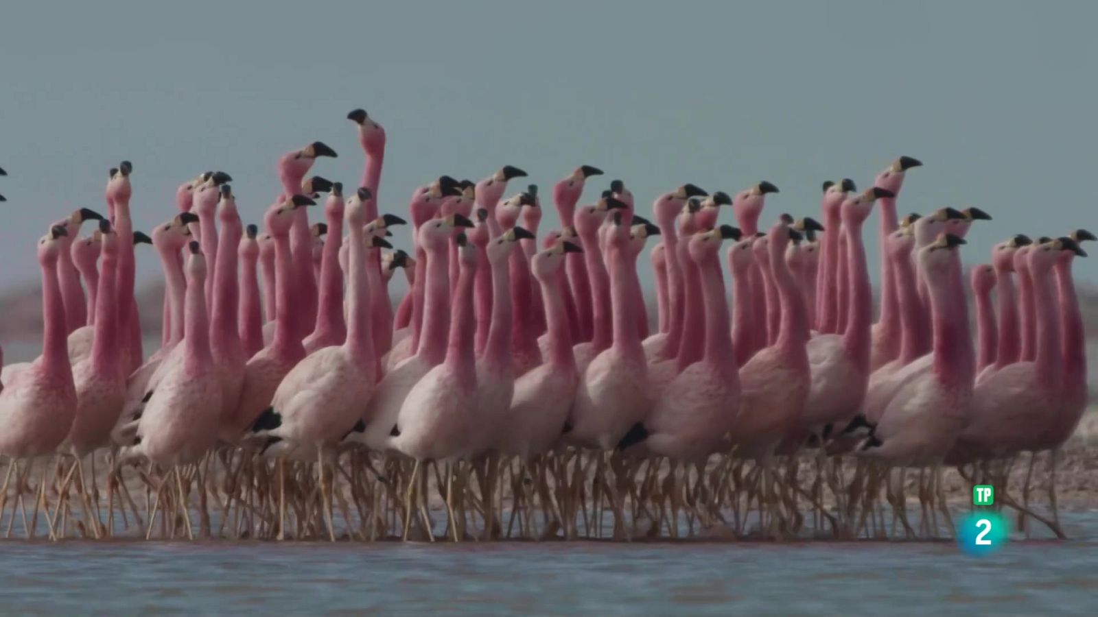 Grans Documentals - Llaços de Família: Amics - Veure ara