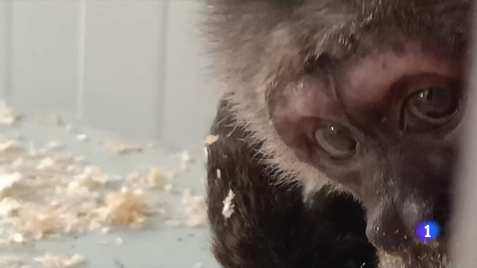 Rescaten un mico caputxí que ha passat 35 anys dins d'una gàbia en un pis