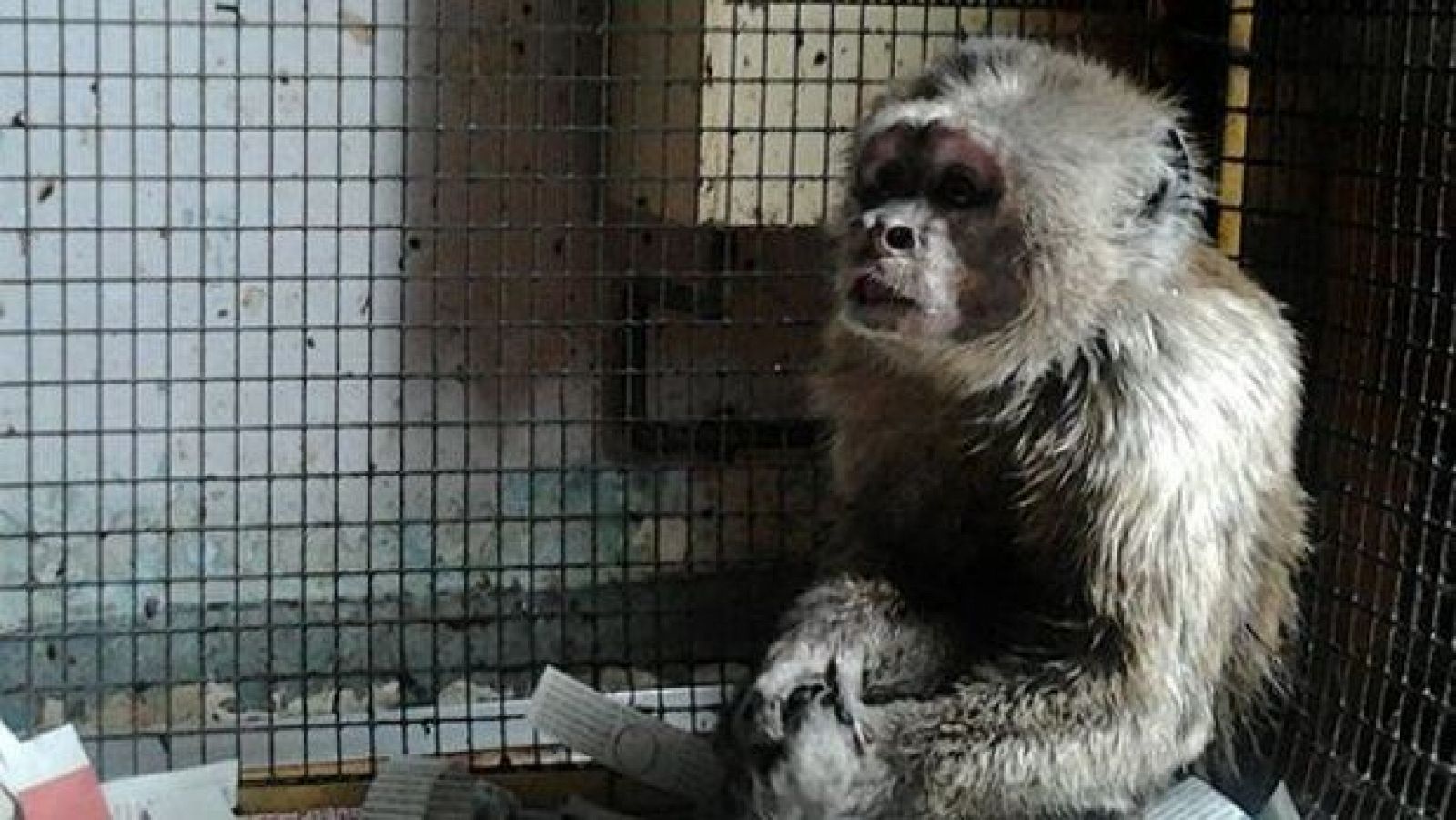Liberan a Linito, un mono que llevaba 35 años enjaulado en un piso de Barcelona