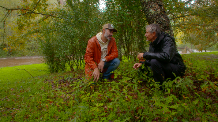 EL SEÑOR DE LOS BOSQUES