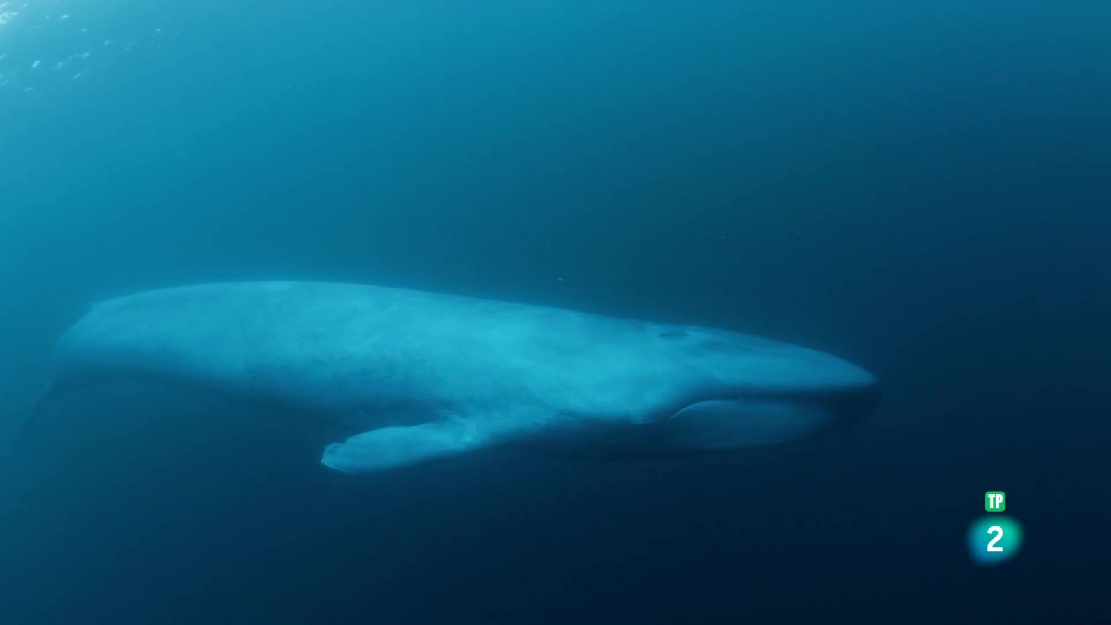 Grans Documentals - El corrent de Humboldt: L'arribada - Veure ara