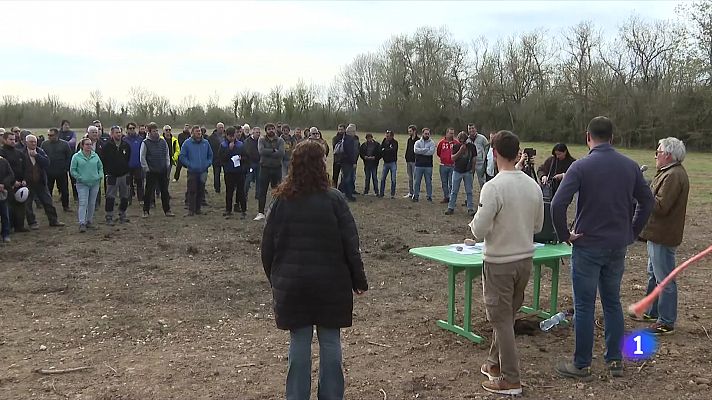 Camps de conreu salinitzats per la sequera