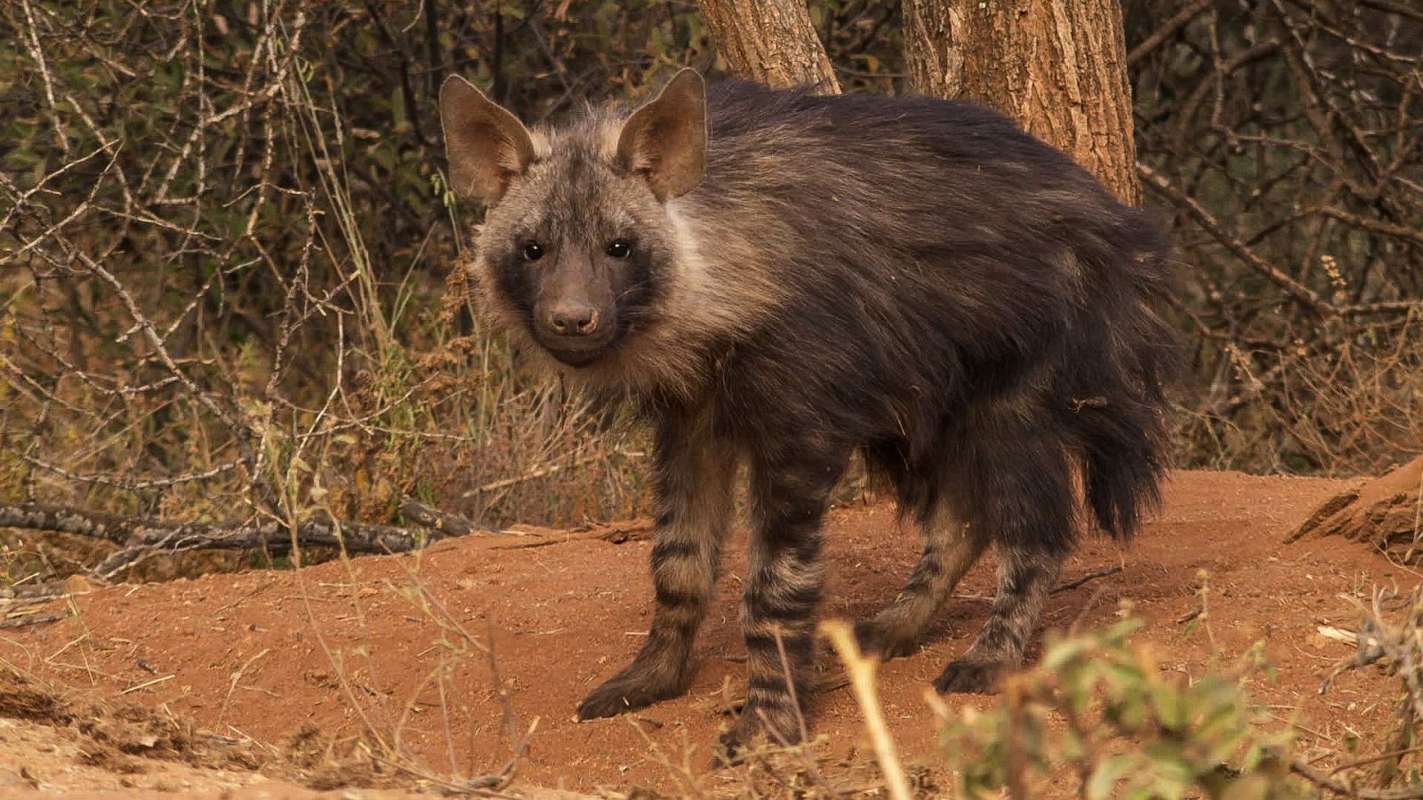 Somos documentales - Las hienas pardas de Makgadikgadi