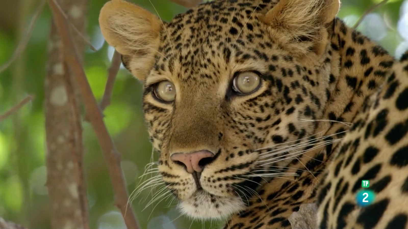 Grans Documentals - Els caçadors d'Àfrica: Les dificultats d'Olimba - Veure ara