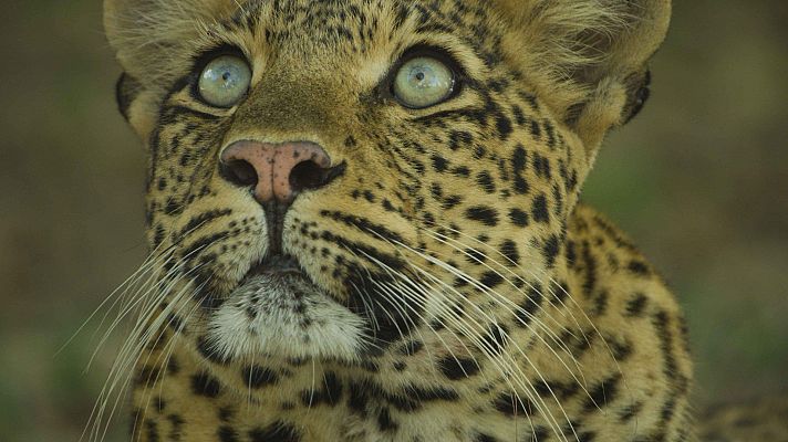 El legado de la leoparda