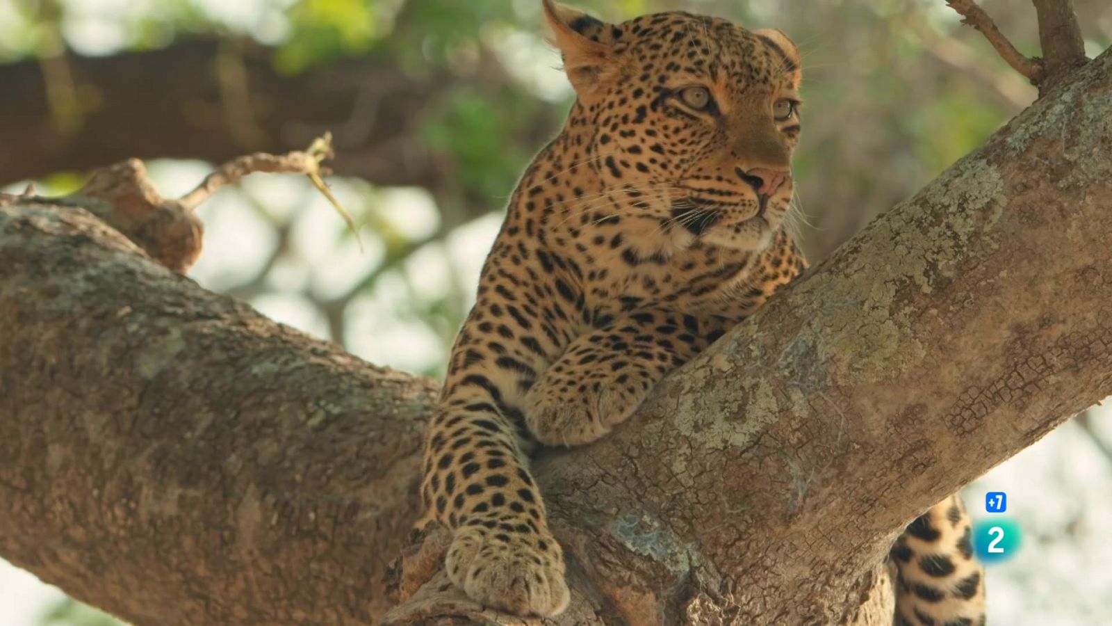 Grans Documentals - El llegat de la lleoparda - Veure ara