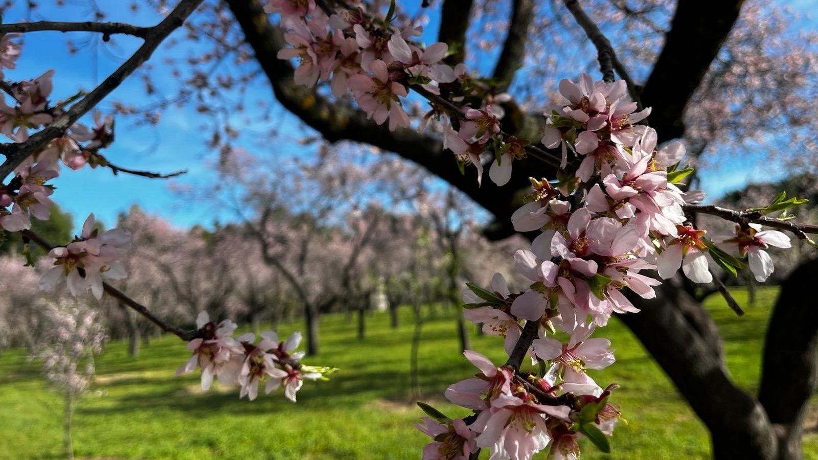 La floración se ha adelantado en muchos lugares de España