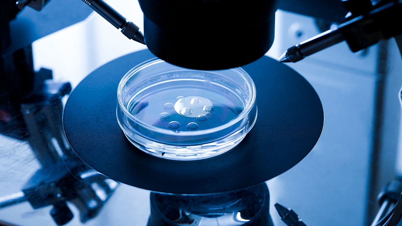 Explican el secreto de la longevidad de los óvulos | Ver