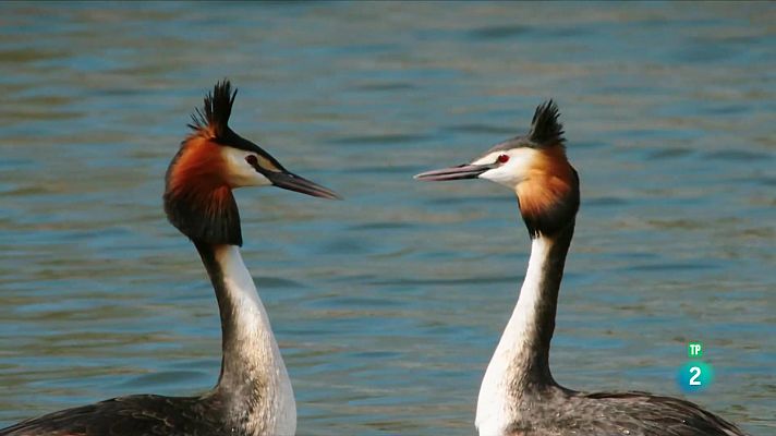 Àustria salvatge: Aigua blanca, aigua blava