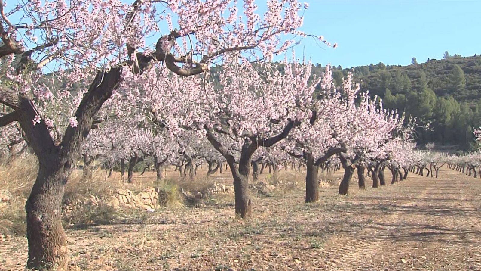 La falta de pluja afecta a la floració dels ametlers