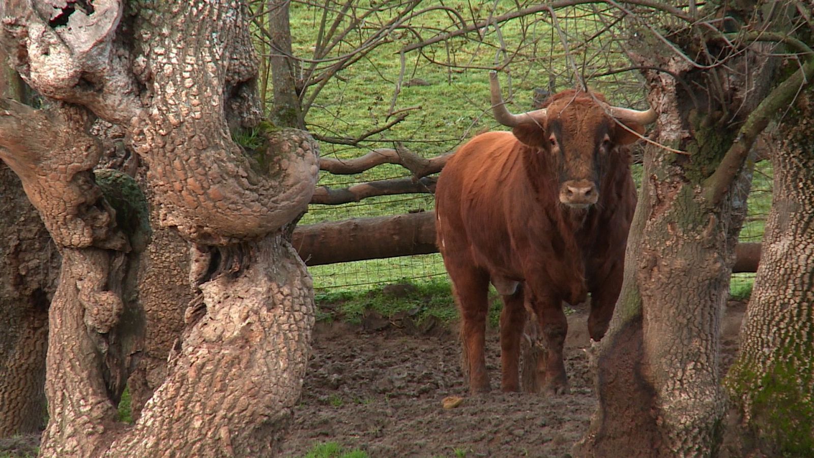 Tendido Cero - 24/02/24 - ver ahora