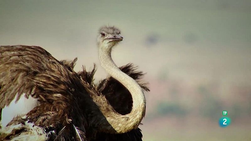 Grans Documentals - De peus a terra: Ocells que no volen - Veure ara