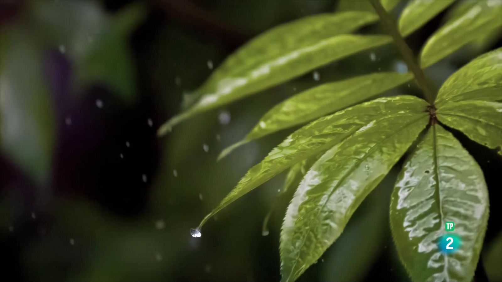 Grans Documentals - Gegants i salvatges: Gegants i les formes de l'aigua - Veure ara
