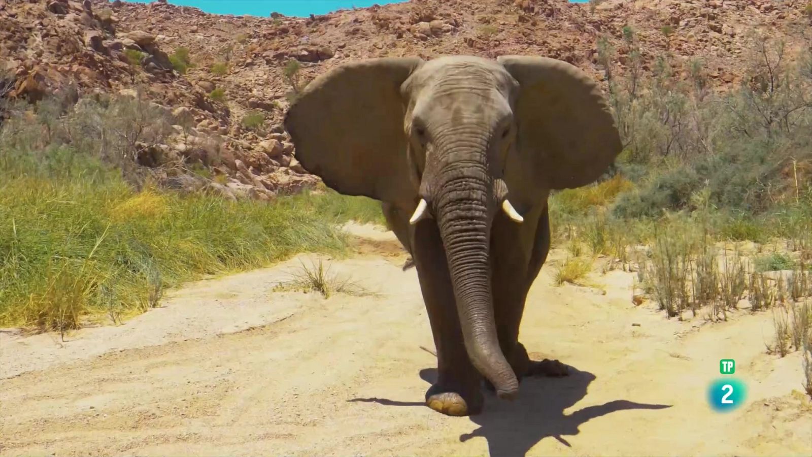 Grans Documentals - Gegants i salvatges: Gegants en terres assedegades - Veure ara