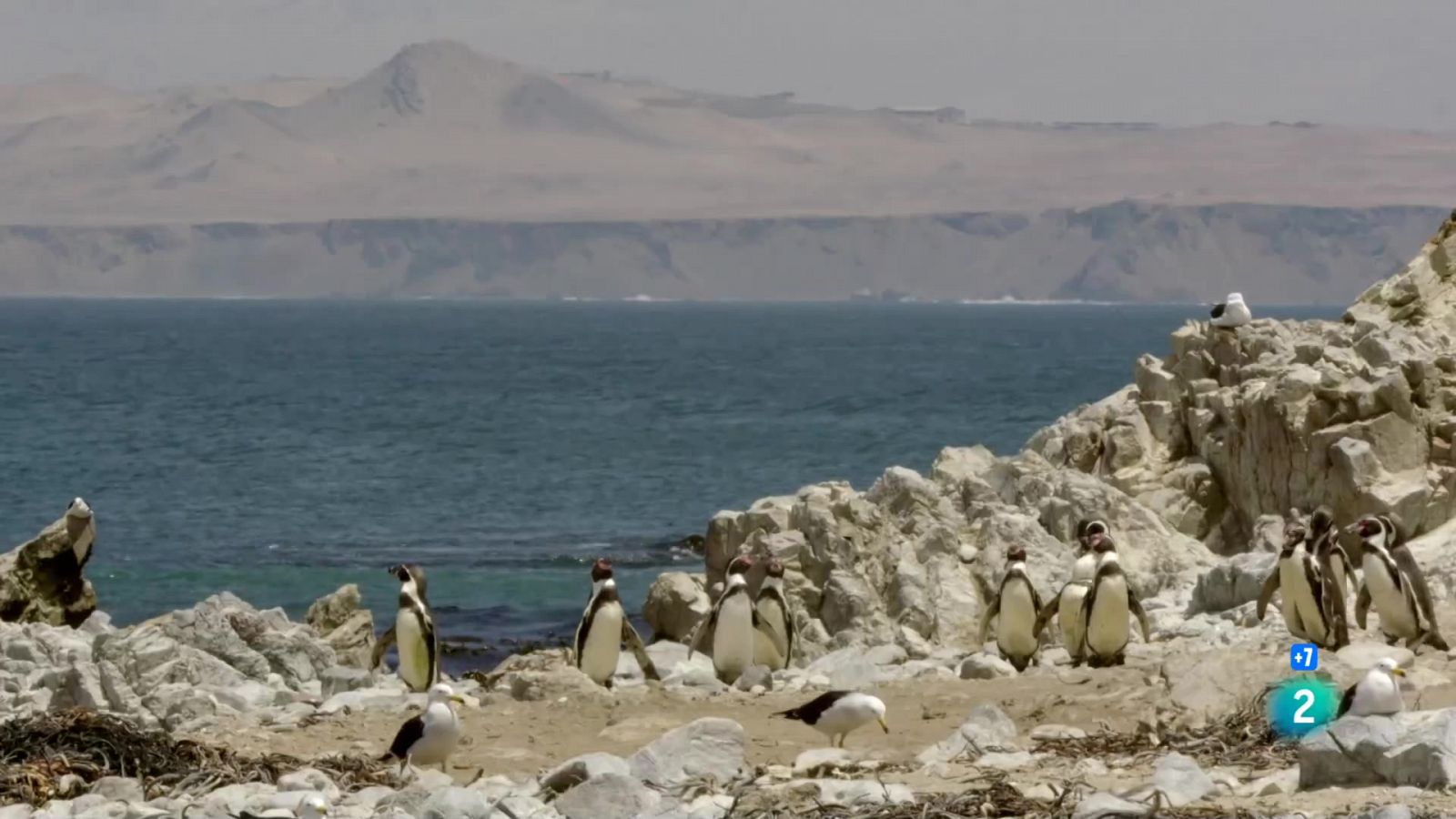 La costa salvatge del Perú | Grans Documentals
