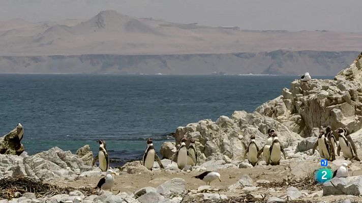 El Perú salvatge, el camp de batalla dels Andes