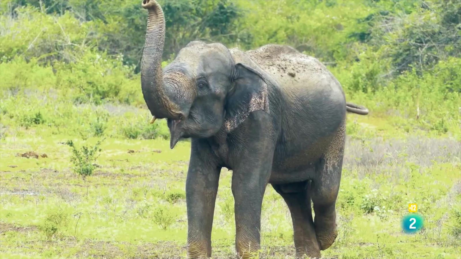 Grans Documentals - Gegants i salvatges: Gegants en mons verds - Veure ara