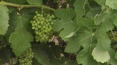 Arxiu TVE Catalunya - Mirades - VII Setmana del Cava i entrevista a Nèstor Luján