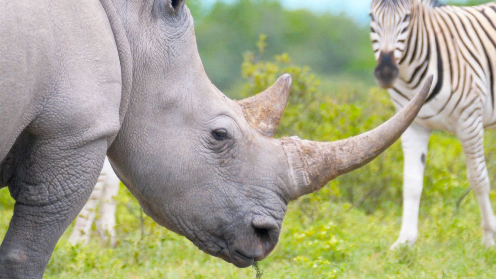 Gigantes y salvajes - Episodio 4: Gigantes en tierras altas - Gigantes y salvajes | Ver